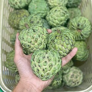 QAUZUY GARDEN 10 Custard Apple Seeds, Annona Squamosa, Sugar-Apple, Sweetsops, Non-GMO Organic Fruit Seeds, Tasty Sweet Perennial Tropical Exotic Fruit Tree Plant