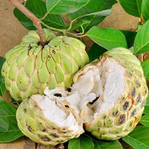 QAUZUY GARDEN 10 Custard Apple Seeds, Annona Squamosa, Sugar-Apple, Sweetsops, Non-GMO Organic Fruit Seeds, Tasty Sweet Perennial Tropical Exotic Fruit Tree Plant