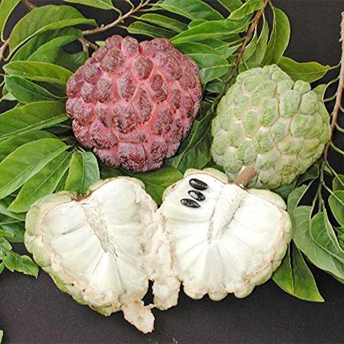 QAUZUY GARDEN 10 Custard Apple Seeds, Annona Squamosa, Sugar-Apple, Sweetsops, Non-GMO Organic Fruit Seeds, Tasty Sweet Perennial Tropical Exotic Fruit Tree Plant