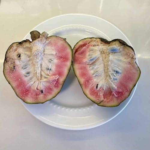 QAUZUY GARDEN 10 Sugar-Apple Seeds, Annona Squamosa Seeds, Custard Apple Seeds, Sweetsops, Grow Your Own Prolific Perennial Tropical Exotic Fruit Tree Plant