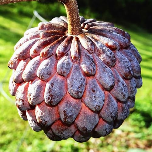 QAUZUY GARDEN 10 Sugar-Apple Seeds, Annona Squamosa Seeds, Custard Apple Seeds, Sweetsops, Grow Your Own Prolific Perennial Tropical Exotic Fruit Tree Plant