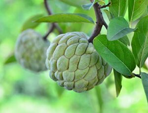 sugar apple tree seeds for planting - 5 seeds -annona squamosa - great for bonsai or patio plant - sweetsop