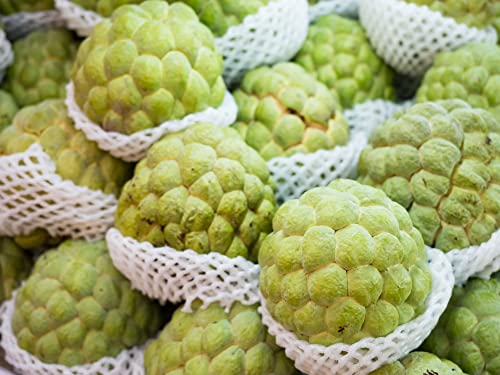 Sugar Apple Tree Seeds for Planting - 5 Seeds -Annona squamosa - Great for Bonsai or Patio Plant - Sweetsop