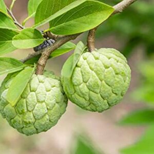 3 Sugar Apple Trees Plants Na Dai 8 Inc Tall for Planting Ornaments Perennial Garden Simple to Grow Pots Gifts