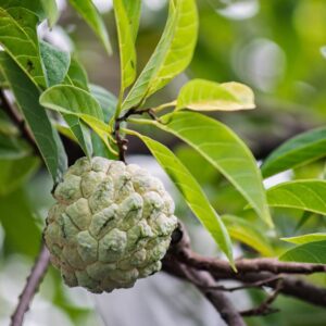 1 Sugar Apple Plant Live Fruits 8 Inc Tall for Planting Ornaments Perennial Garden Simple to Grow Pots Gifts