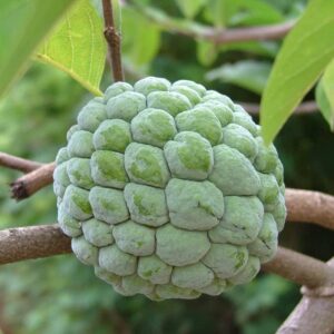 1 sugar apple plant live fruits 8 inc tall for planting ornaments perennial garden simple to grow pots gifts