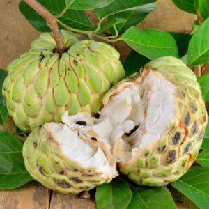 1 Sugar Apple Plant Live Fruits 8 Inc Tall for Planting Ornaments Perennial Garden Simple to Grow Pots Gifts