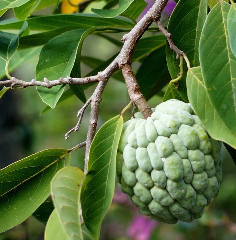 1 Sugar Apple Plant Live Fruits 8 Inc Tall for Planting Ornaments Perennial Garden Simple to Grow Pots Gifts