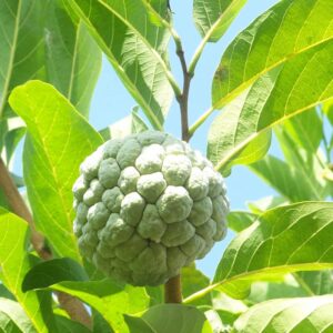 1 sugar apple plant live tree 8 inc height for planting ornaments perennial garden simple to grow pots