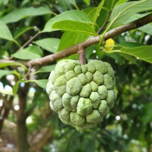 2 sugar apple trees plants live 8 inc tall for planting ornaments perennial garden simple to grow pots