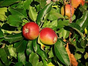 fuji apple tree live plant apple fruit tree 4 to 5 feet tall planting outdoors apple plant