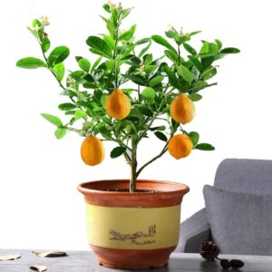 Bergamot Orange Citron Lemon Tree Live Starter Plant Seeding, 15-17 inch Height Lemon Fruit Tree Great for Home and Garden Yards Planting