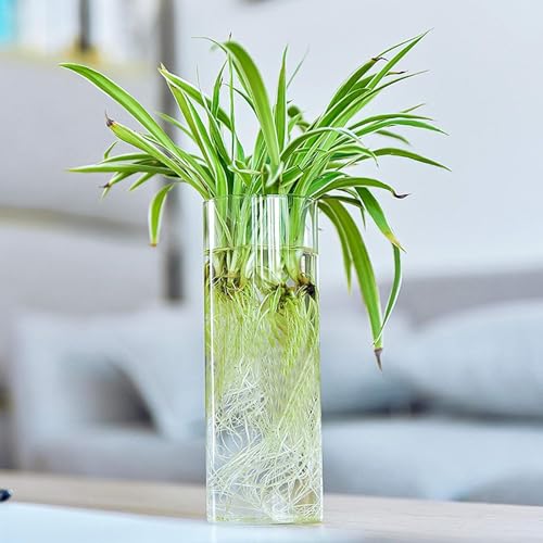 Fasmov 6 Pack Wall Hanging Glass Planters Plant Terrarium, Plants Holders Air Plants Succulents Planters Flowers Glass Wall Vase Containers for Plant, Decoration and Display, Square Vase, Clear