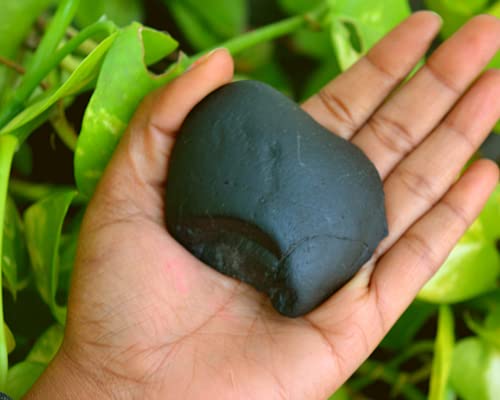 Shiva Lingam Shop 2.75"X2"inch Shaligram, Religious Gifts, Sudarshan Saligram Stone,Natural Shaligram Fossilized Shell, Iconic Symbol of The God Vishnu -I-6027