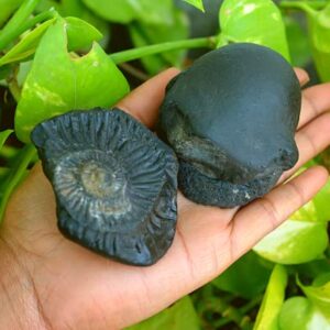 Shiva Lingam Shop 2.75"X2"inch Shaligram, Religious Gifts, Sudarshan Saligram Stone,Natural Shaligram Fossilized Shell, Iconic Symbol of The God Vishnu -I-6027