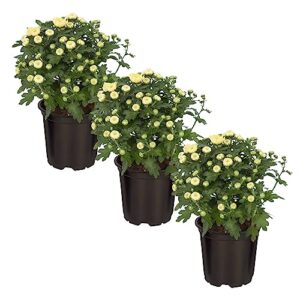 live flowering hardy chrysanthemum - white (3 plants per pack), colorful fall mums, 10" tall by 6" wide in 1 qt pot