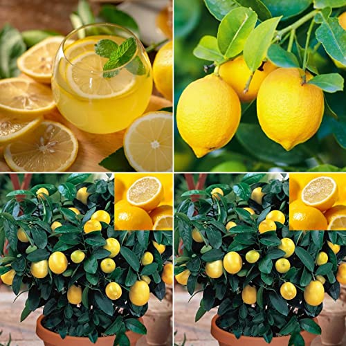 30+ Lemon Seeds for Planting