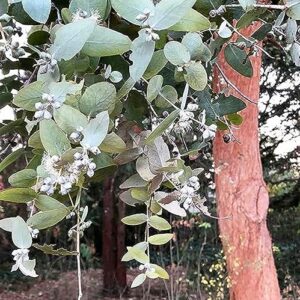 chuxay garden eucalyptus cinerea tree seed,argyle apple,silver dollar tree 25 seeds evergreen tree air purifier aromatic adding a decorative appeal low-maintenance