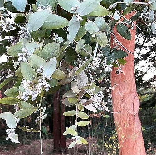 CHUXAY GARDEN Eucalyptus Cinerea Tree Seed,Argyle Apple,Silver Dollar Tree 25 Seeds Evergreen Tree Air Purifier Aromatic Adding a Decorative Appeal Low-Maintenance