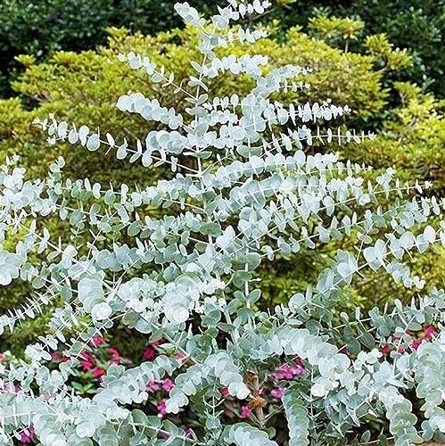 CHUXAY GARDEN Eucalyptus Cinerea Tree Seed,Argyle Apple,Silver Dollar Tree 25 Seeds Evergreen Tree Air Purifier Aromatic Adding a Decorative Appeal Low-Maintenance