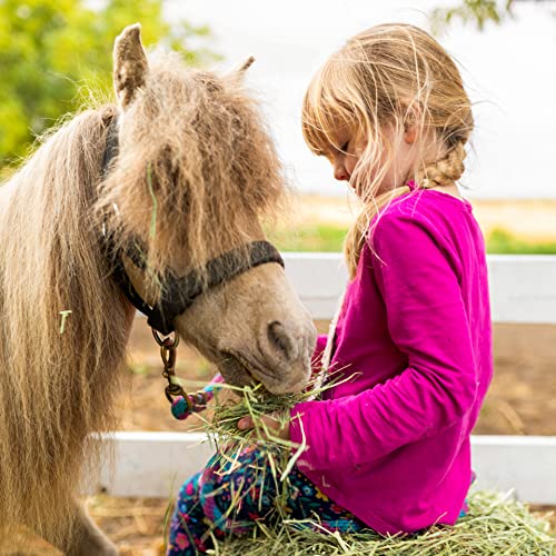 Blue Mountain Hay | 15 oz. Fresh Alfalfa Hay | Available in 15 oz. & 40 oz. Pouches | Nutritious, Delicious Meal Or Snack for Rabbits, Guinea Pigs, Hamsters, Gerbils, Rats, and Other Small Pets