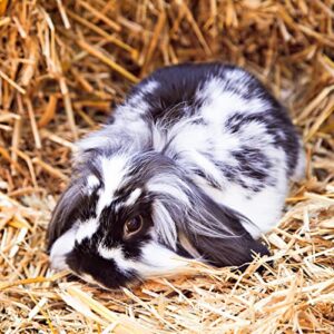 Blue Mountain Hay | 15 oz. Fresh Alfalfa Hay | Available in 15 oz. & 40 oz. Pouches | Nutritious, Delicious Meal Or Snack for Rabbits, Guinea Pigs, Hamsters, Gerbils, Rats, and Other Small Pets