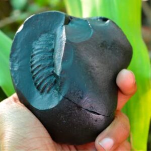 3.5"X3"Shri Laxmi Narayan Shaligram, Rare & Special One Piece, Religious Gifts, Saligram Stone - Gandaki River -I-6054