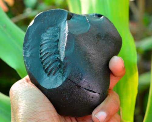 3.5"X3"Shri Laxmi Narayan Shaligram, Rare & Special One Piece, Religious Gifts, Saligram Stone - Gandaki River -I-6054