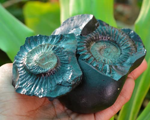 3.5"X3"Shri Laxmi Narayan Shaligram, Rare & Special One Piece, Religious Gifts, Saligram Stone - Gandaki River -I-6054