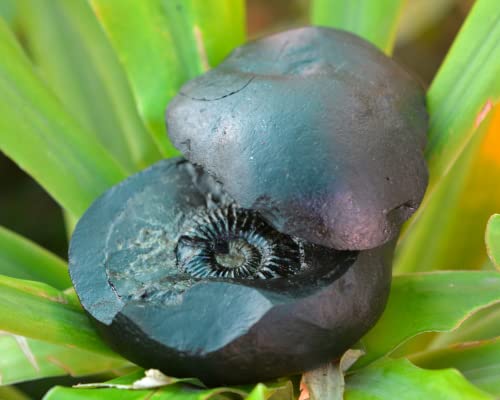 Vishnu Shaligram,2.5"X2.25"Inch Mahavishnu Shaligram, Shaligram Shila, Gandaki River Nepal, Shaligram Stone, Religious Gift, Shaligram from Nepal-I-6052