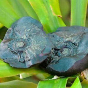 Vishnu Shaligram,2.5"X2.25"Inch Mahavishnu Shaligram, Shaligram Shila, Gandaki River Nepal, Shaligram Stone, Religious Gift, Shaligram from Nepal-I-6052