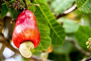 cashew tree seeds for planting (6 seeds) - anacardium occidentale