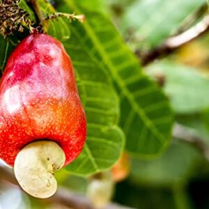 Cashew Tree Seeds for Planting (6 Seeds) - Anacardium occidentale