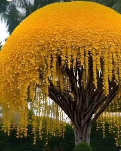 golden shower tree seeds for planting (10 seeds) - stunning weeping yellow blooms
