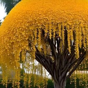 Golden Shower Tree Seeds for Planting (10 Seeds) - Stunning Weeping Yellow Blooms