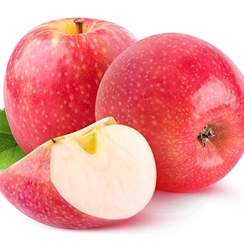 QAUZUY GARDEN 20 Premium Pink Lady Fuji Gala Apple Seeds, Tasty & High Yield, Non-GMO Heirloom Fruit Seeds to Plant Garden Outdoor, Attract Pollinators