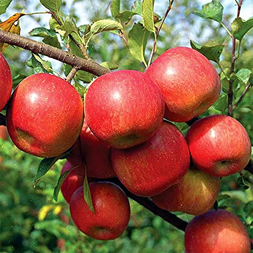 QAUZUY GARDEN 20 Premium Pink Lady Fuji Gala Apple Seeds, Tasty & High Yield, Non-GMO Heirloom Fruit Seeds to Plant Garden Outdoor, Attract Pollinators