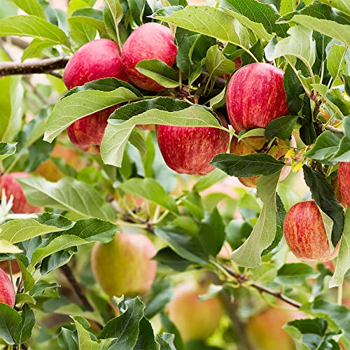 QAUZUY GARDEN 20 Premium Pink Lady Fuji Gala Apple Seeds, Tasty & High Yield, Non-GMO Heirloom Fruit Seeds to Plant Garden Outdoor, Attract Pollinators