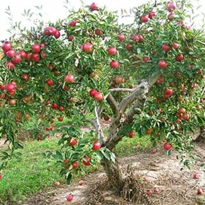 QAUZUY GARDEN 20 Premium Pink Lady Fuji Gala Apple Seeds, Tasty & High Yield, Non-GMO Heirloom Fruit Seeds to Plant Garden Outdoor, Attract Pollinators