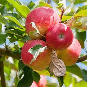 QAUZUY GARDEN 20 Premium Pink Lady Fuji Gala Apple Seeds, Tasty & High Yield, Non-GMO Heirloom Fruit Seeds to Plant Garden Outdoor, Attract Pollinators