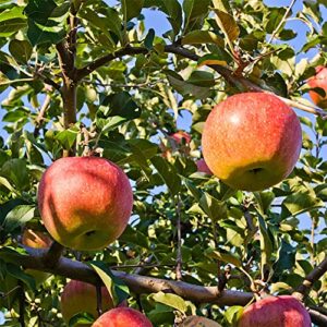 QAUZUY GARDEN 20 Premium Pink Lady Fuji Gala Apple Seeds, Tasty & High Yield, Non-GMO Heirloom Fruit Seeds to Plant Garden Outdoor, Attract Pollinators