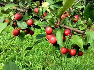 20 paradise apple tree seeds | malus pumila fruit seeds