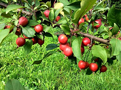 20 Paradise Apple Tree Seeds | Malus Pumila Fruit Seeds