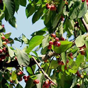 20 Paradise Apple Tree Seeds | Malus Pumila Fruit Seeds