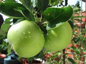 ez growing plants granny smith apple tree fruits are medium to large in size crunchy fresh soft and juicy (3 gallon bare-root set of two plants)