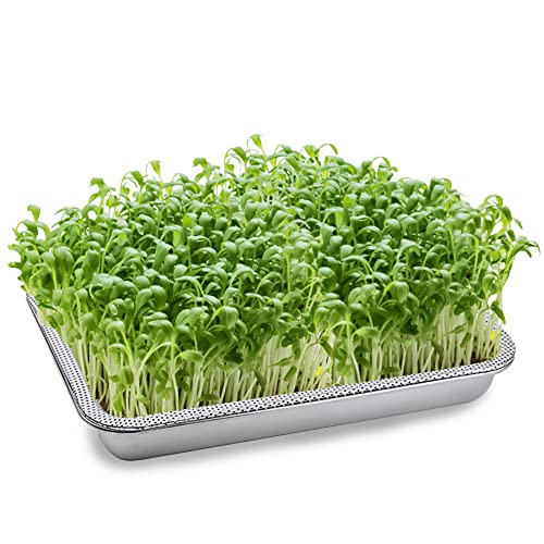 GOLOMOZ Sprouting Tray Rectangle Stainless Steel Seed Germination Tray Kit Fresh Organic Bean Sprout Grower Kit with Base Set for Beans Broccoli Sprout Alfalfa Seeds Wheat Grass Growing Kit - Large