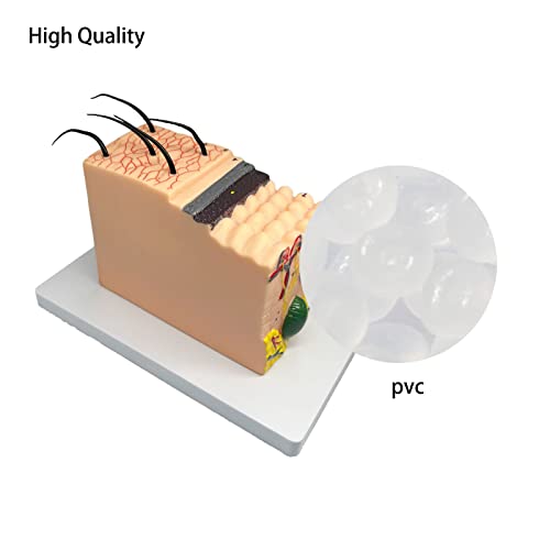 Veipho Skin Anatomy Model, 35X Enlarged Human Skin Layer Structure Anatomical Model with Stand and Hair for Teaching