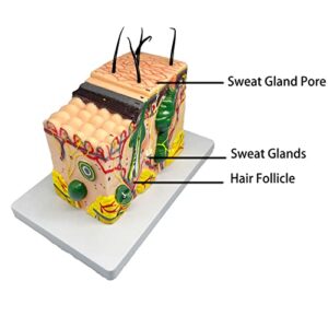 Veipho Skin Anatomy Model, 35X Enlarged Human Skin Layer Structure Anatomical Model with Stand and Hair for Teaching