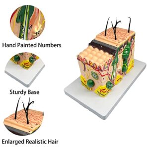 Veipho Skin Anatomy Model, 35X Enlarged Human Skin Layer Structure Anatomical Model with Stand and Hair for Teaching