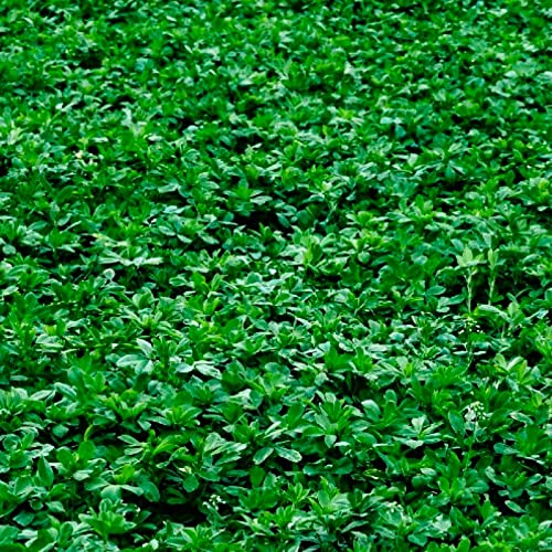 500 Alfalfa Cover Crop Seeds | Non-GMO | Heirloom | Fresh Garden Seeds